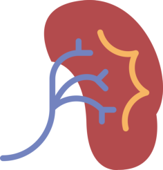 Kidney Icon Svg Vector, Free Vectors File