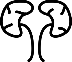 Kidneys Outline Svg File, Free Vectors File