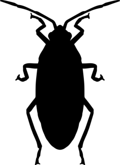 Roach Sketch Drawing Svg, Free Vectors File