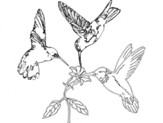 Humming Birds And Flower Free DXF File, Free Vectors File