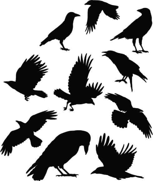 Crow Birds  Collection Silhouette Pack of Free Vector Free Vectors