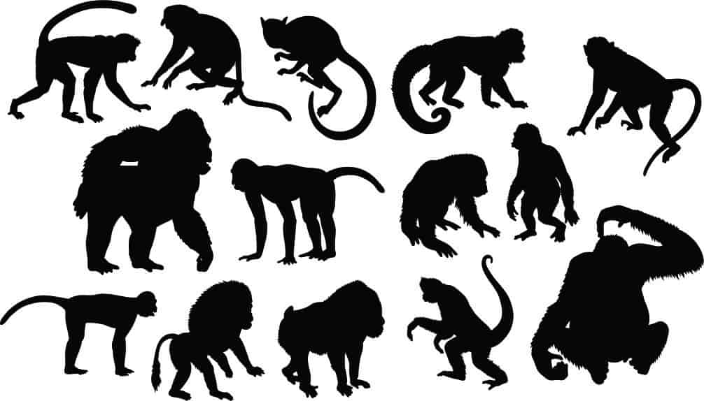 Monkey Animals Collection Silhouette Pack of Free Vector Free Vectors