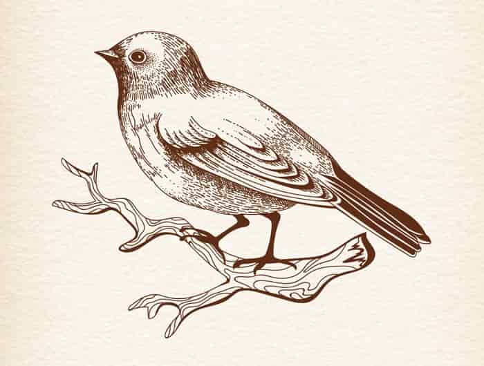 Bird Vector Art Free Vector Free Vectors