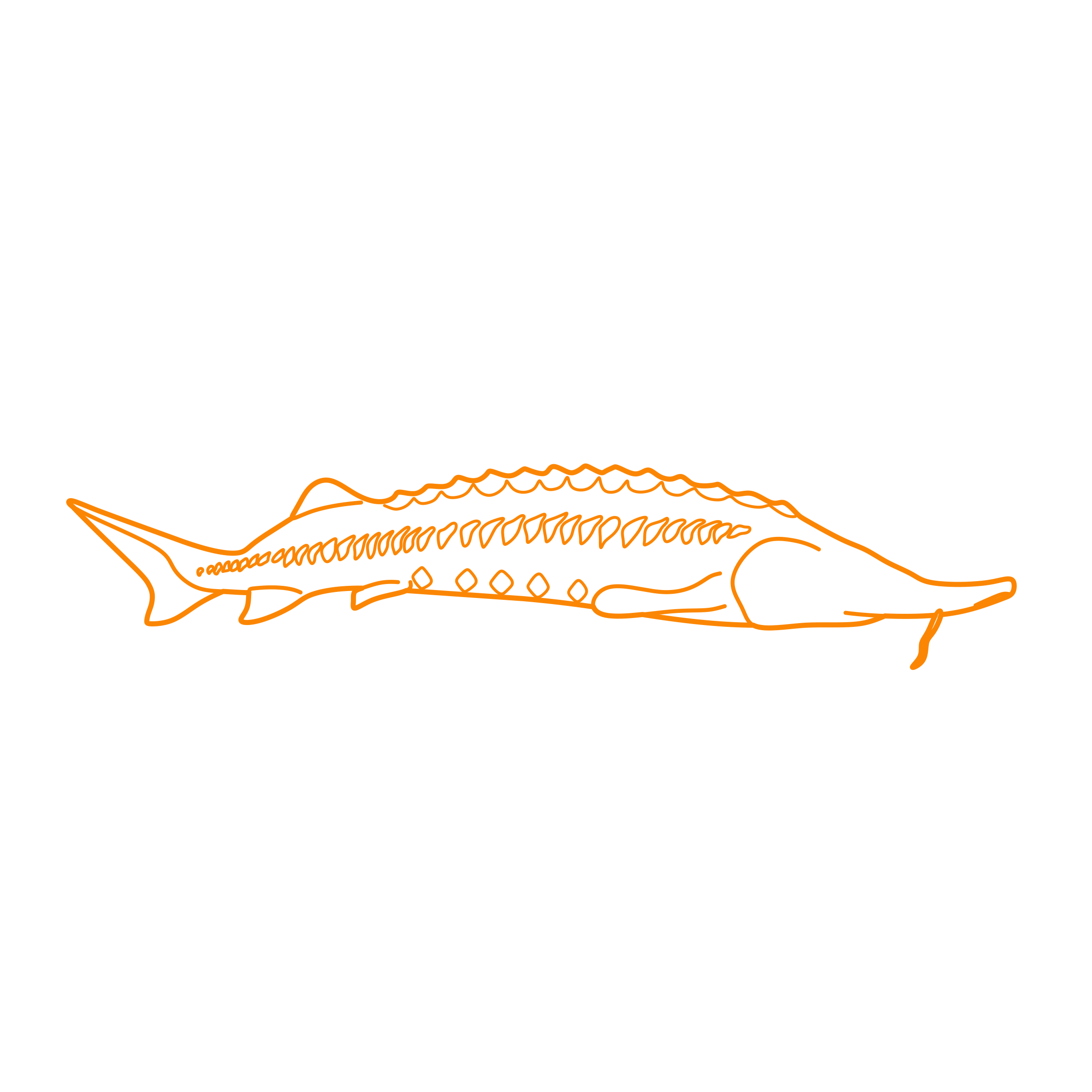 Animals Freshwater Fish Beluga Sturgeon Drawing Svg Vector Free Vectors