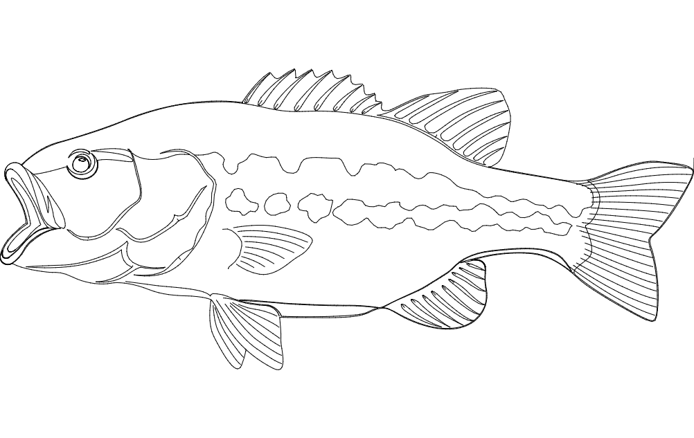 Largemouth Bass Fish Free DXF File Free Vectors
