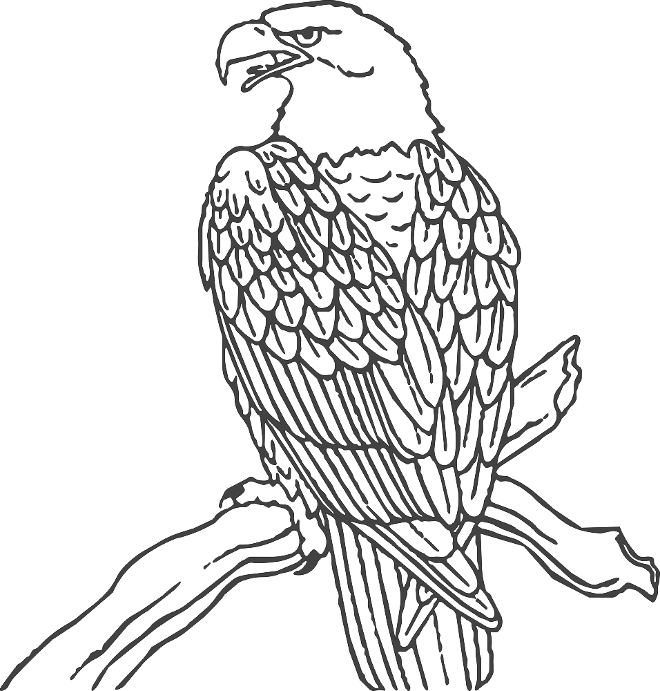 Aquila Free DXF File Free Vectors